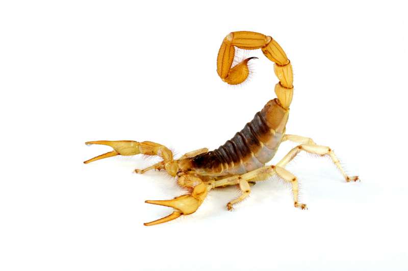Stored Product Pest Control