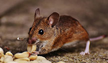 24 Hour & Emergency Exterminators in Point Vivian, NY